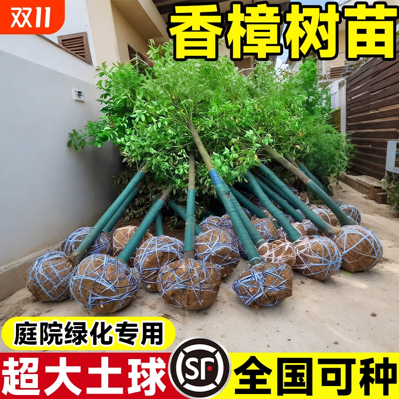 香樟树苗大树樟木庭院绿化南北方种植四季常青小叶龙脑樟驱蚊盆栽