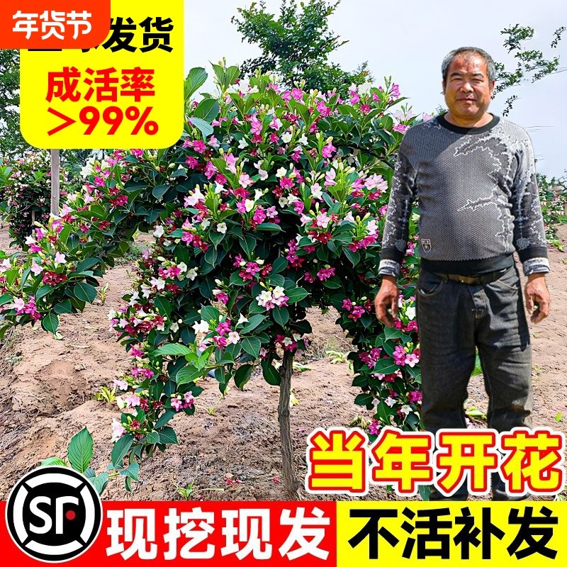 五彩锦带花树苗室外大型庭院花园风景树地栽花卉苗工程绿化苗植物