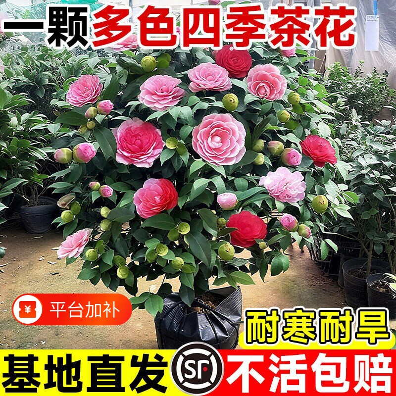 五色赤丹茶花树苗盆栽带花苞植物玫瑰花山茶花苗四季开花老桩室内