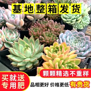 多肉植物组合老桩室内带盆土大株好养多品种绿植花卉基地整箱直发