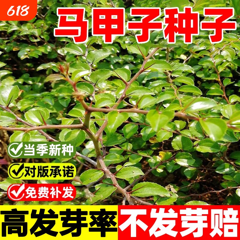 马甲子种子新采铁篱笆籽鸟不站刺庭院围墙防护绿化坚硬带刺树种籽