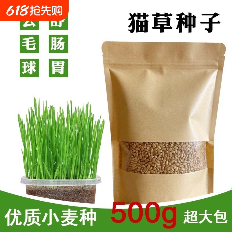 猫草种子水培猫咪吃的化毛去毛球猫麦草籽麦芽发芽食用新鲜种植
