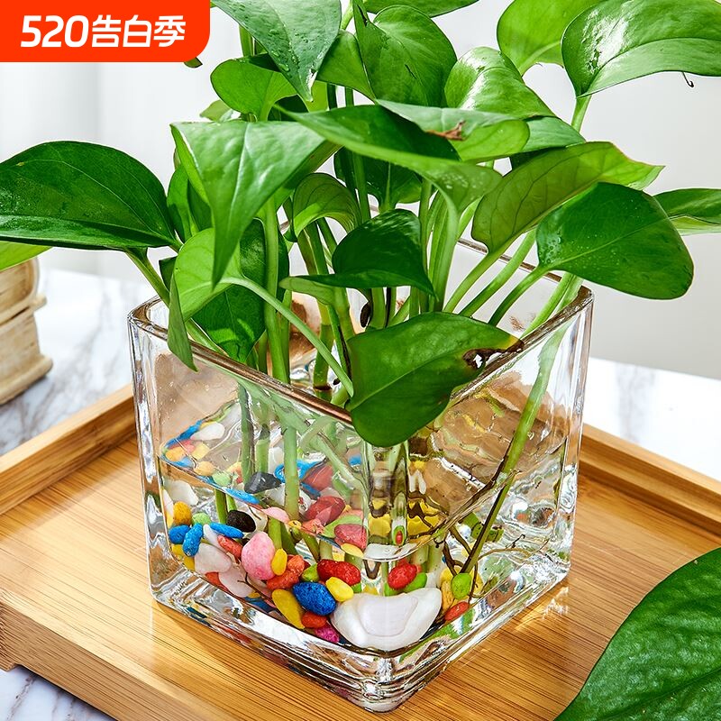 玻璃水培花盆水养花瓶器皿绿萝植物瓶透明花器正方形容器插花客厅