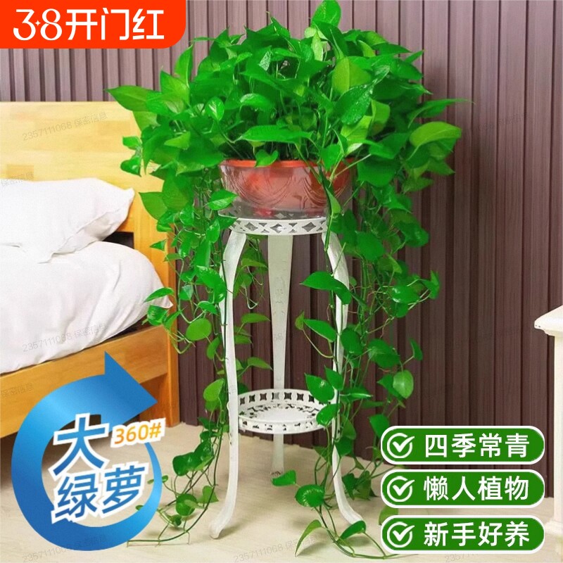 绿萝盆栽净化空气室内办公室水培花卉绿植除甲醛甲醛客厅好养大盆