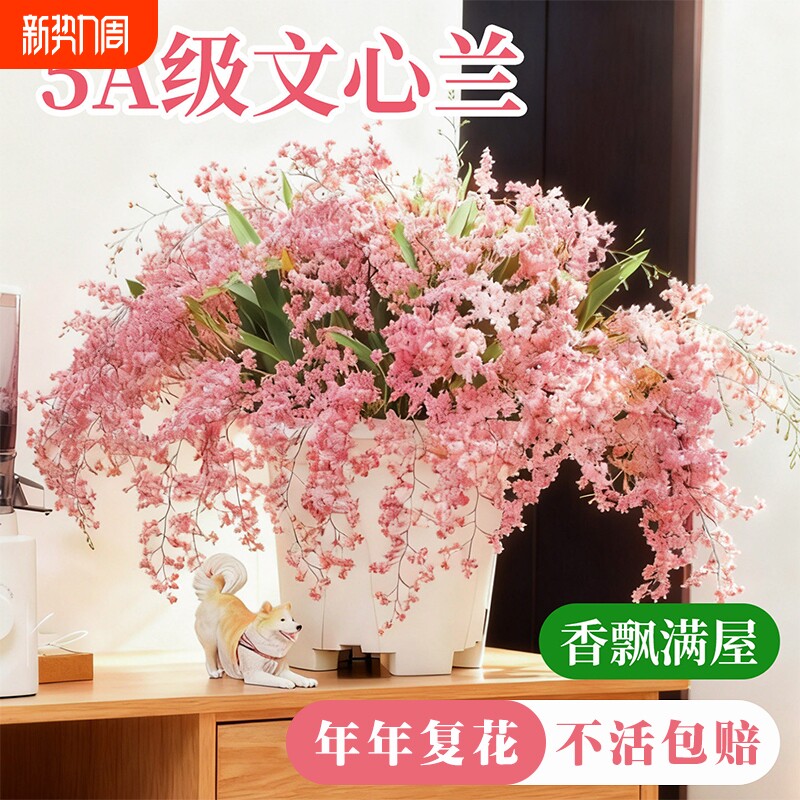 水培香水文心兰梦香兰冬带花苞好养浓香室内客厅桌面盆栽花卉绿植