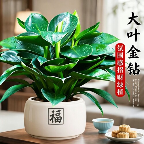 金钻盆栽植物绿公主水培办公室万年青植除甲醛绿多肉室内花卉易活
