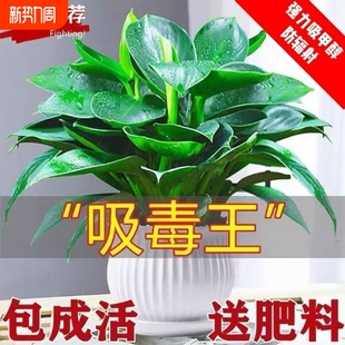 金钻绿植盆栽绿萝箩室内植物花卉水培办公室多肉净化空气去除甲醛