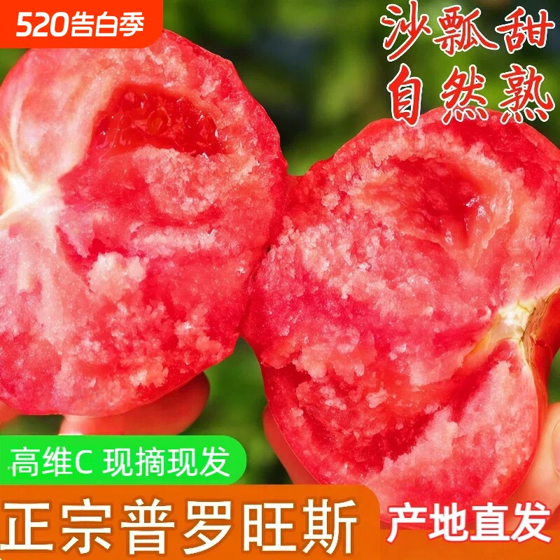 陕西泾阳普罗旺斯西红柿新鲜水果当季生吃沙瓤大番茄自然熟蔬菜