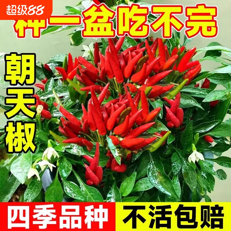 朝天椒种子超辣小米椒青椒早熟辣椒种籽阳台盆栽四季农家蔬菜种孑图片