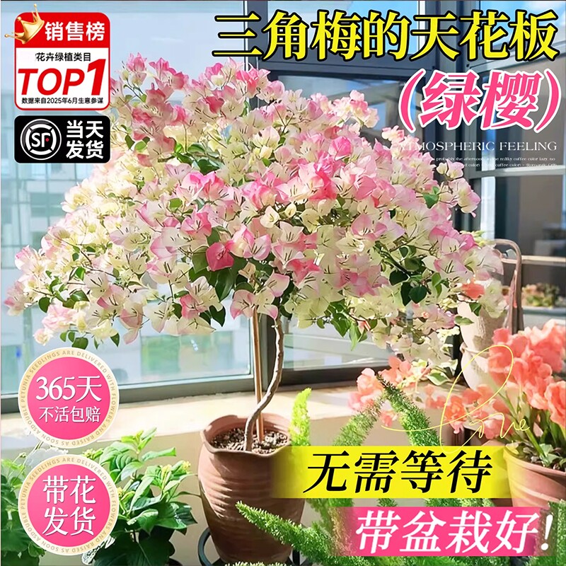 日落三角梅盆栽带花苞室内花卉绿植物阳台高端老桩特大苗重瓣绿樱