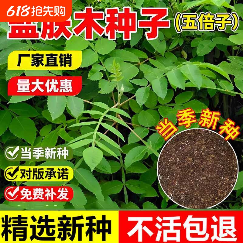 盐肤木种子当年新采五倍子蜜源树种耐寒耐旱公路护坡绿化林木种籽