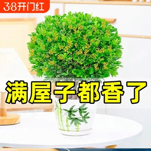 米兰花盆栽带花苞茉莉花室内四季开花九里香老桩盆景驱蚊绿植阳台