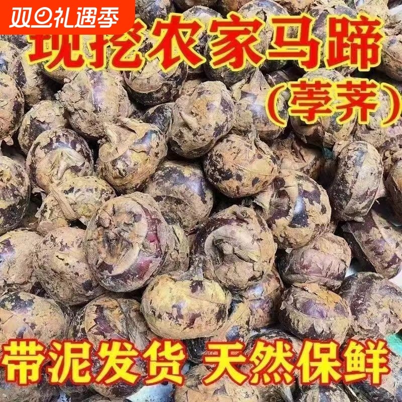 正宗广西新鲜马蹄地梨现挖当季荸荠脆栗地栗农家水果饽荠孕妇蔬菜