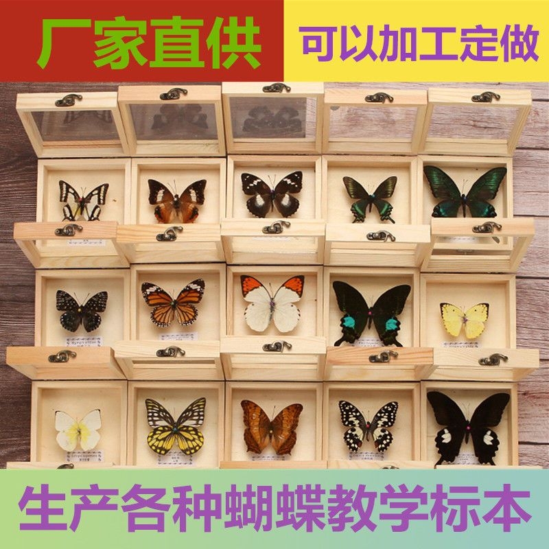 真蝴蝶标本相框拍照道具实木透明玻璃礼品盒教学标本用品生日礼物