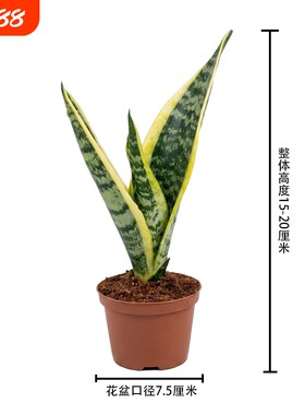 金边虎皮兰盆栽吸甲醛多肉绿植物办公室内花卉虎尾兰客厅北阳台