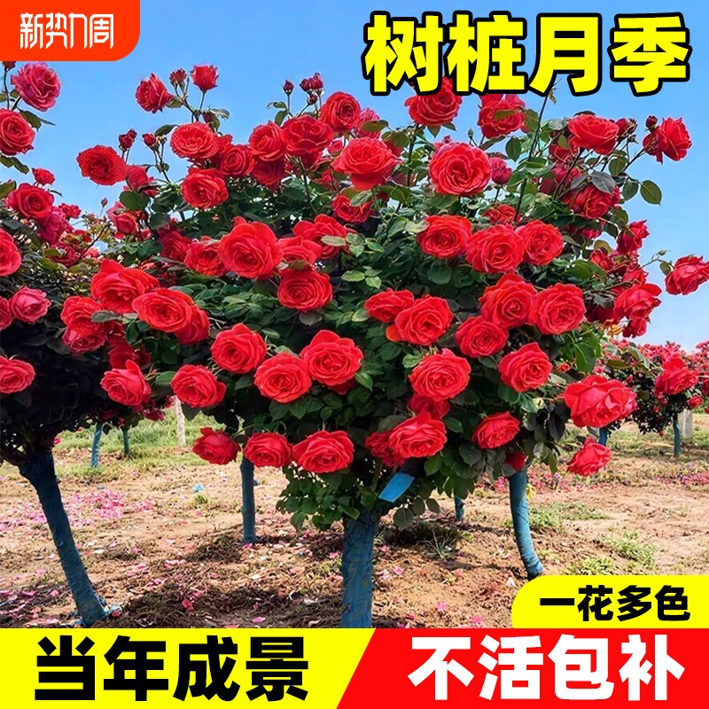 树桩月季特大花嫁接棒棒糖蔷薇玫瑰花树高杆四季开花庭院植物果汁