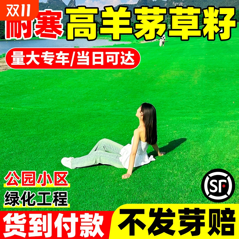 进口高羊茅草籽四季常青绿化草坪种子草皮种籽耐寒庭院早熟禾耐热