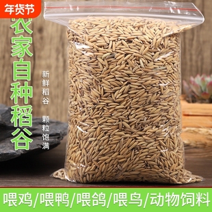 10斤装水稻谷子带壳喂鸡鸭鹅鸽子饲料五谷杂粮20/50/100斤新鲜