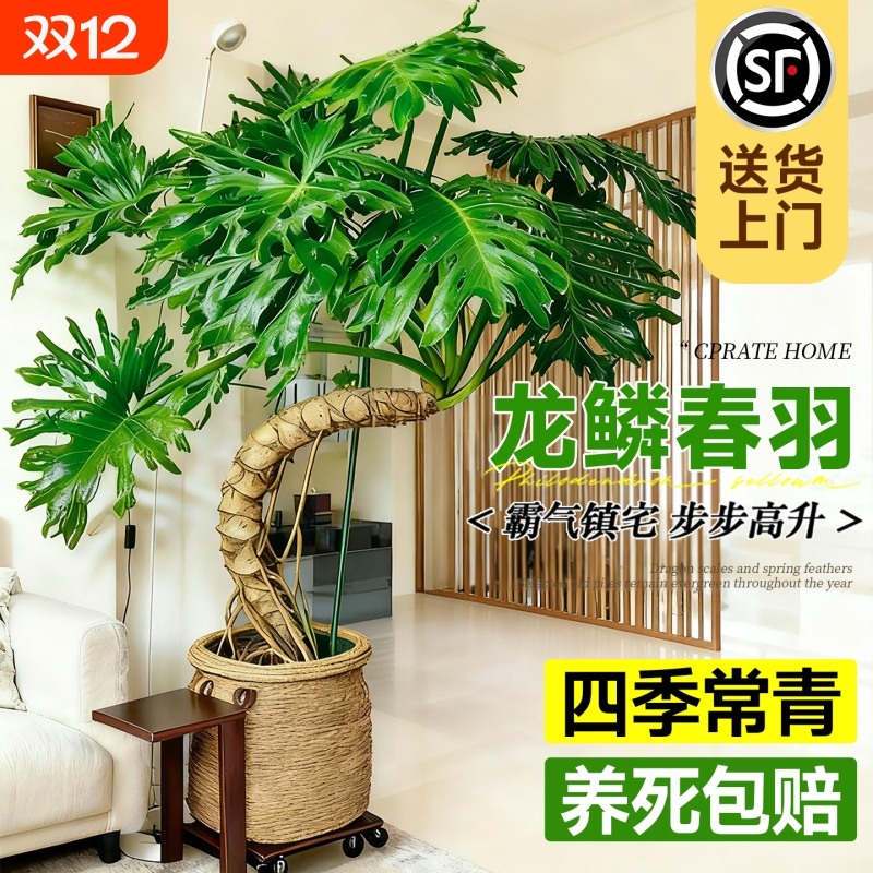 龙鳞春羽老桩室内大型盆栽