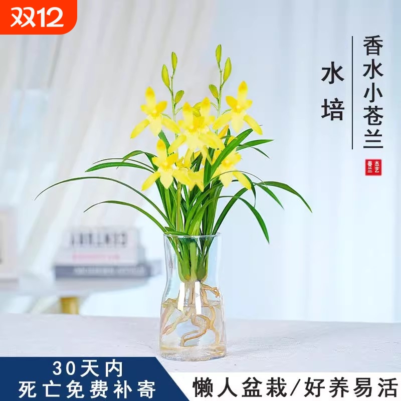 水培香水兰花苗黄色花浓香型植物冬季带花苞净化空气客厅桌面花期