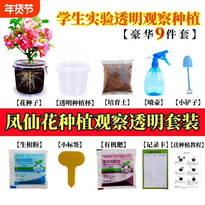 凤仙花种籽子学生儿童种植小盆栽向日葵种孑四季播种植物开花种子