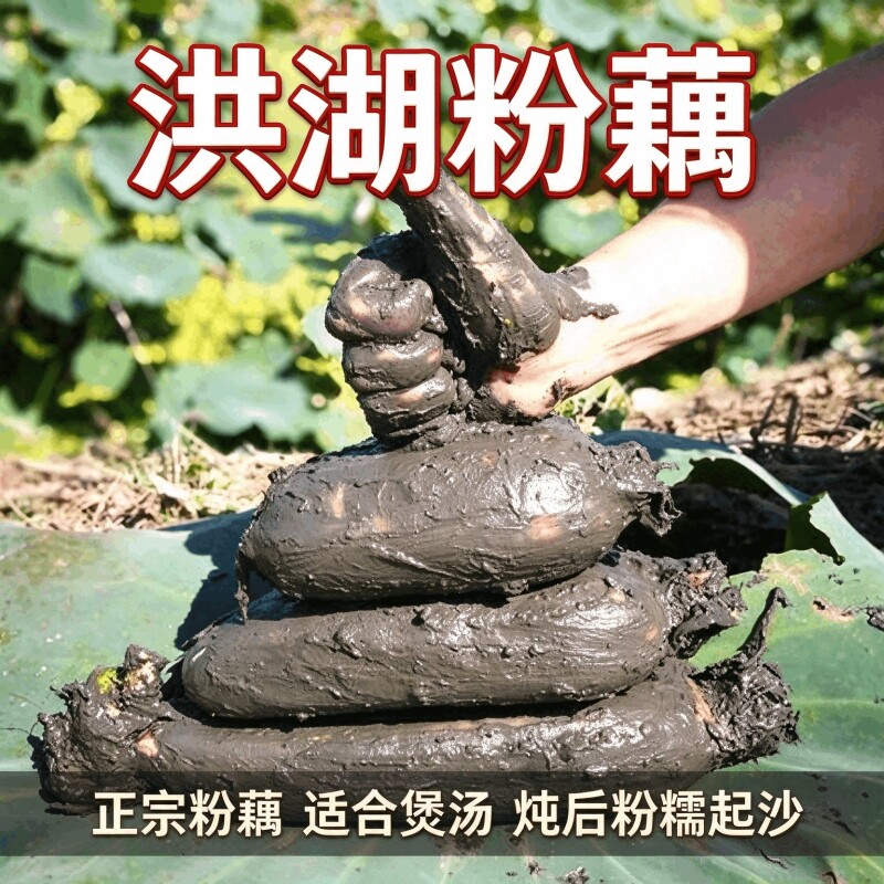 正宗洪湖莲藕新鲜煲汤粉藕现挖湖藕面藕红藕湖北特产蔬菜优选