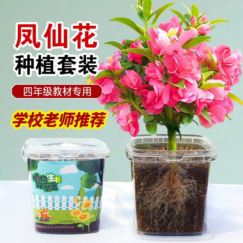 凤仙花种子四季小学生科学实验观察儿童种植小盆栽四年级植物种子
