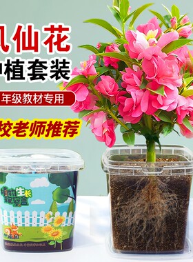 凤仙花种子四年级科学种植观察