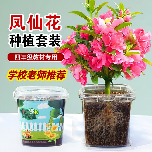 凤仙花种子四年级科学种植观察