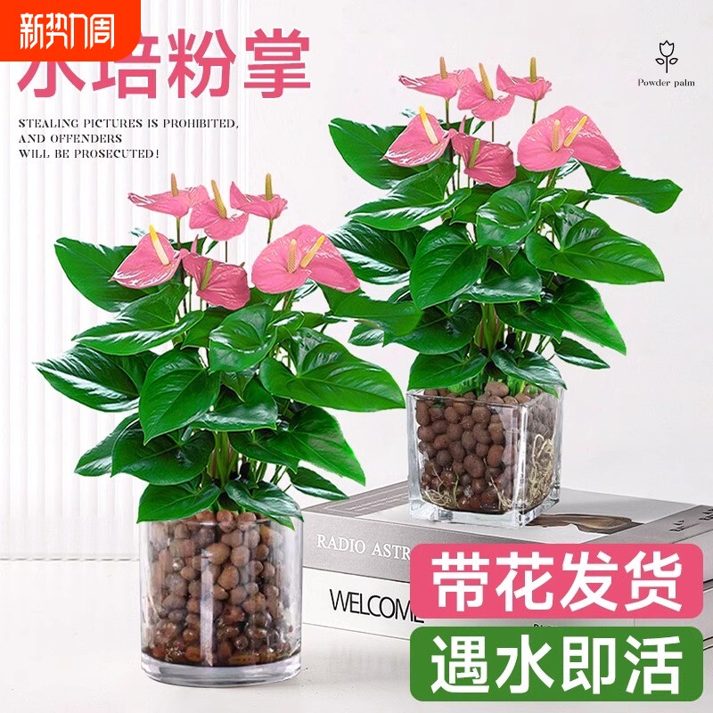 水培植物粉掌盆栽带花红掌白掌一帆风顺花卉鲜花室内好养绿植四季