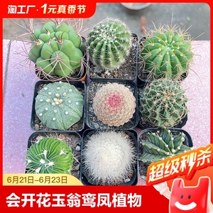 会开花仙人球玉翁鸾凤玉多肉植物仙人掌创意小盆栽好养活懒人植物