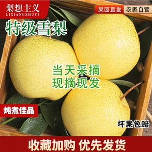 正宗河北赵县雪花梨特产雪梨新鲜水果梨子10斤当季采摘包邮现摘