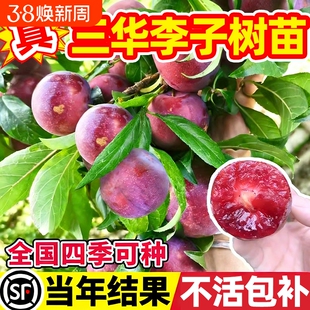 三华李子树苗红心新品种特大嫁接蜂糖李北南方种植水果树果苗大全