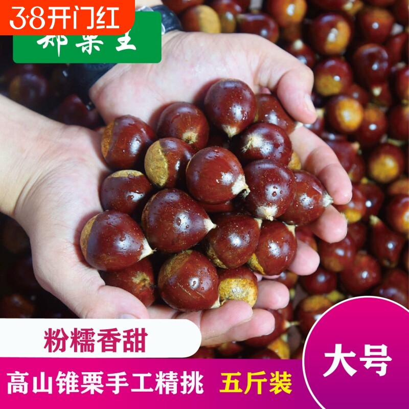 2025年新鲜福建建瓯锥栗高山油锥栗子自种现摘毛锥栗板栗5斤高产