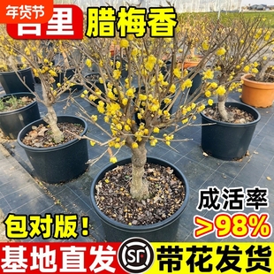 腊梅花树苗盆栽丛生地栽耐寒红梅庭院风景树素心矮化老桩原生蜡梅