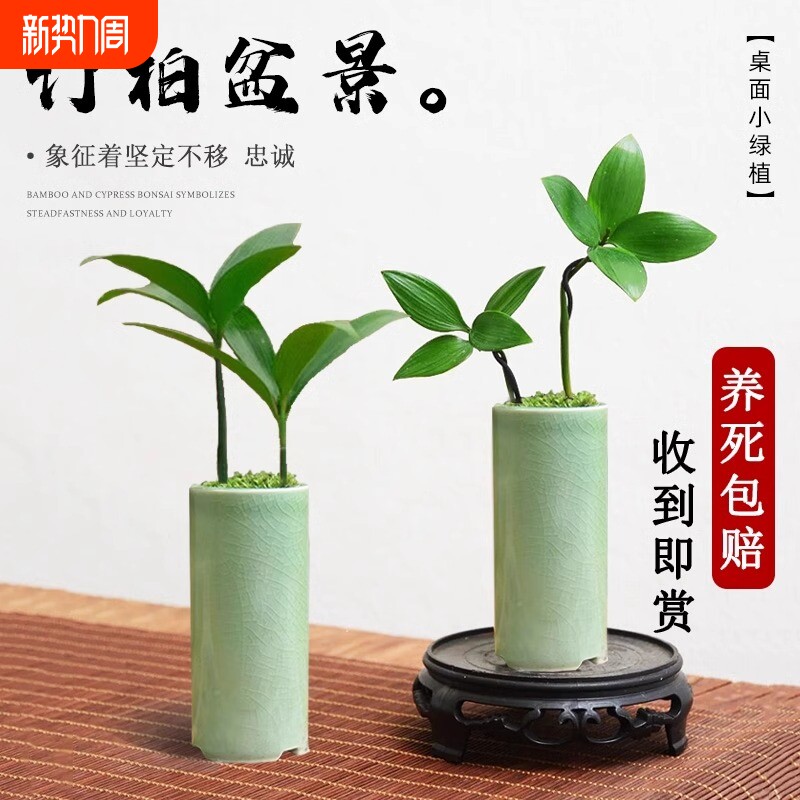 竹柏盆景迷你小盆栽驱蚊水培植物花卉室内桌面绿植客厅大气办公桌