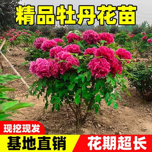 牡丹花苗稀有品种洛阳名贵地栽盆栽正宗洛阳庭院阳台花卉精品老桩
