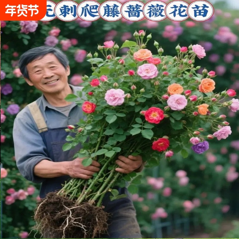 无刺蔷薇花老桩蔷薇花苗爬藤植物月季花苗四季开花耐寒热阳台果汁,鲜花速递/花卉仿真/绿植园艺,月季/蔷薇/玫瑰,淘宝优惠券,粉丝福利购,淘宝优惠卷