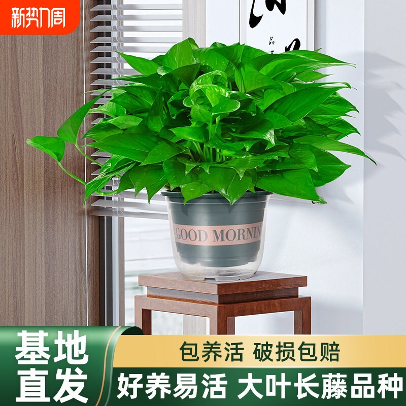 绿萝盆栽室内植物家用净化空气水培绿植花卉长藤垂吊大叶绿萝客厅