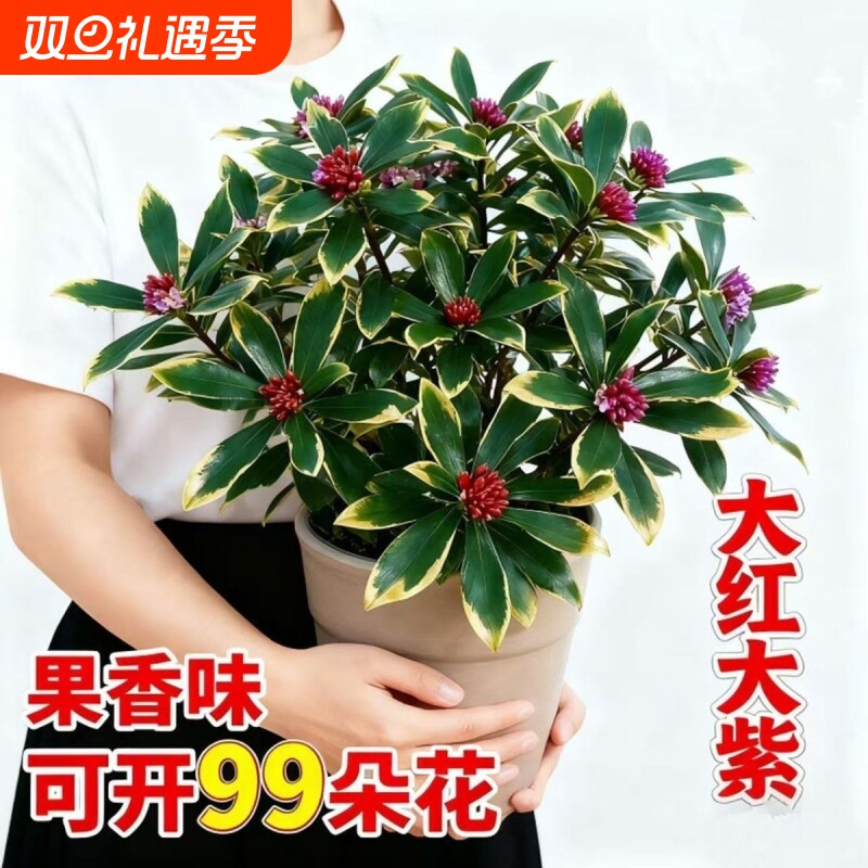 金边瑞香盆栽浓香型室内外老桩植物秋冬春节耐寒花卉观花植物