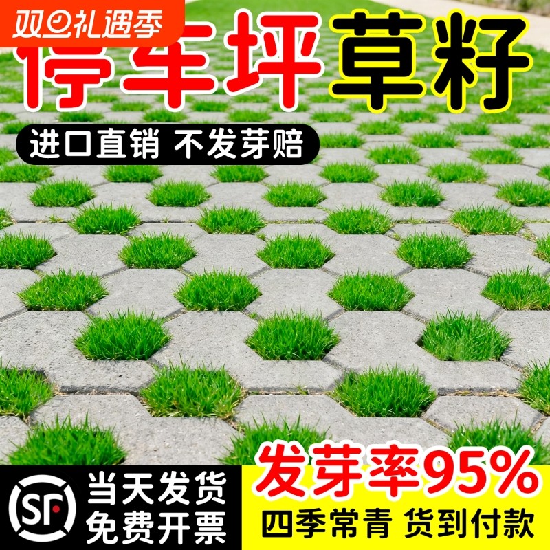 进口停车场草籽草坪砖草坪种子草种植砖四季常青免修剪狗牙根庭院