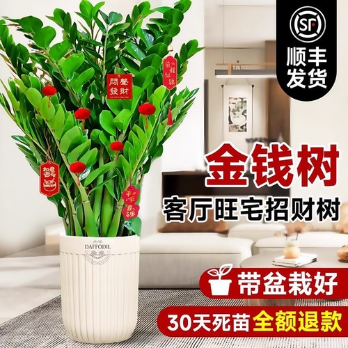 金钱树盆栽室内好养绿植花卉办公室客厅大花盆大型摇钱串子招财树