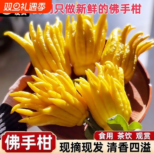 现摘带枝水养鲜果水培佛手瓜观赏清供把玩热销