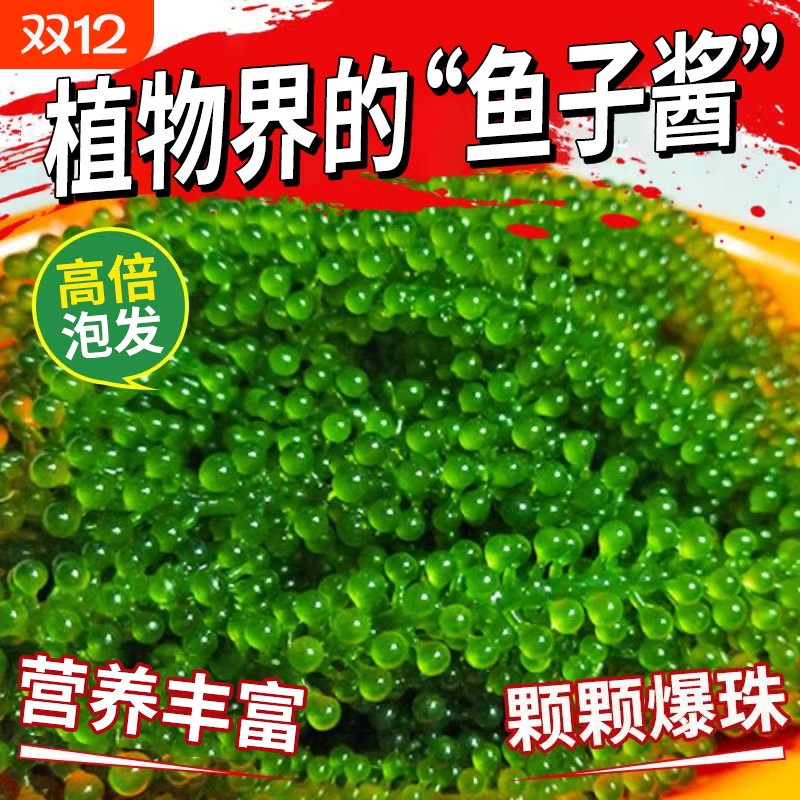 海葡萄即食盐渍海带海洋蔬菜绿色鱼子酱海藻凉拌菜寿司涮火锅食材