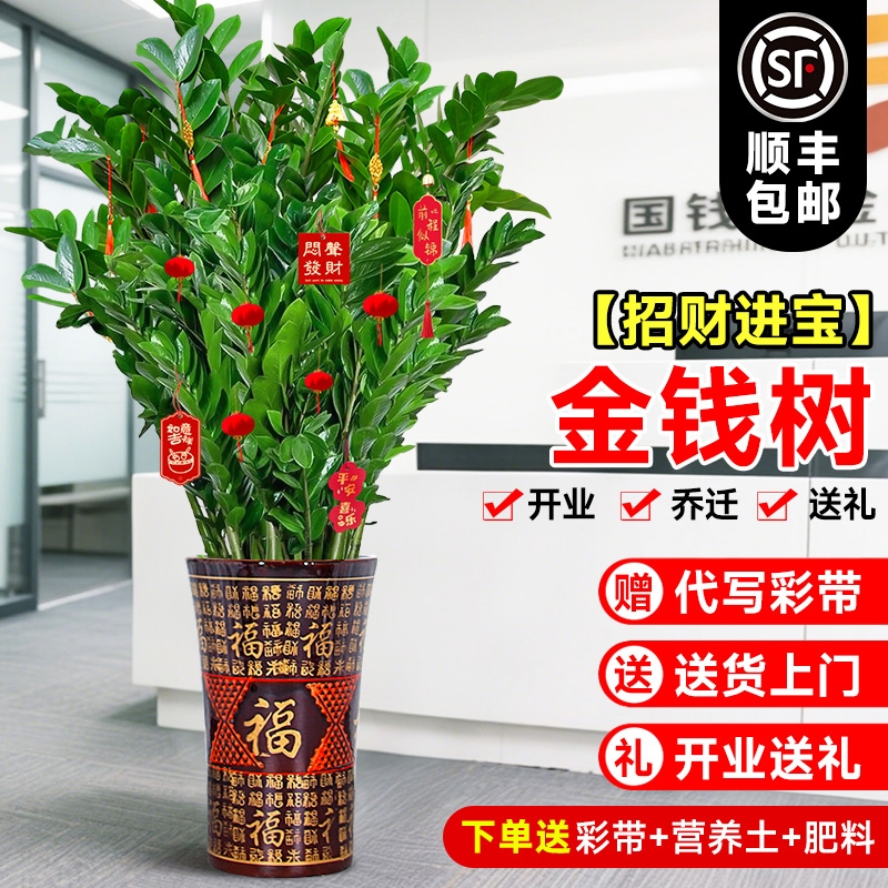 大型绿植金钱树客厅旺宅植物