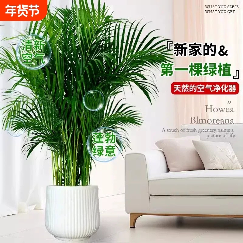 富贵椰子盆栽大型绿植散尾葵植物客厅办公室四季常青大号客厅盆景,鲜花速递/花卉仿真/绿植园艺,大型绿植/成品组合盆栽,淘宝优惠券,粉丝福利购,淘宝优惠卷