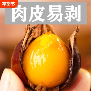 闽北2025新鲜正宗建瓯松溪政和锥栗油栗子农家现摘锥形栗子小毛栗