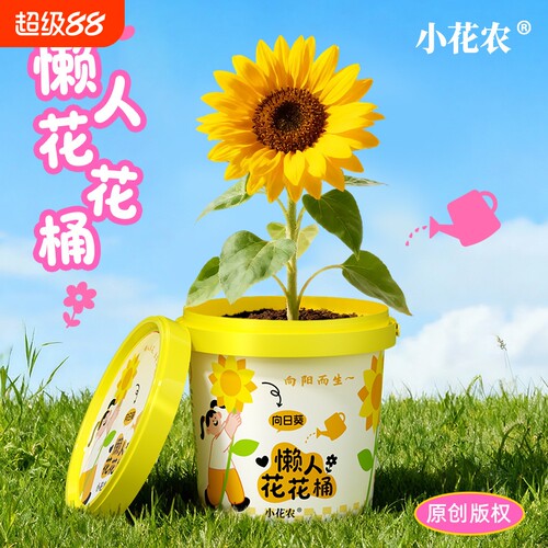 小花农懒人花花桶种植向日葵花