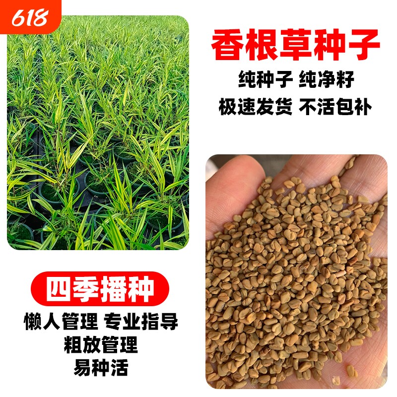 香根草种子四季常青耐寒耐旱野芒草糖蜜草种子孑护坡固土牧草种籽
