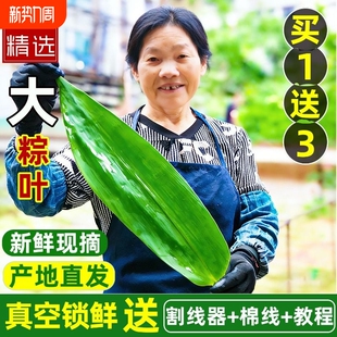 新鲜粽子叶特大粽叶箬叶端午节包粽子 叶子家用商用干粽子叶送绳